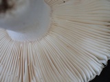Russula alboareolata image