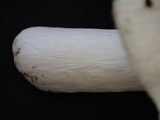 Russula alboareolata image