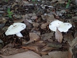 Russula alboareolata image