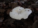 Russula alboareolata image