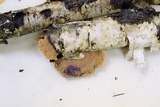 Hapalopilus rutilans image