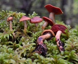 Cortinarius californicus image