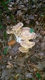 Meripilus giganteus image