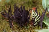 Alloclavaria purpurea image