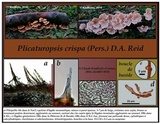 Plicaturopsis crispa image