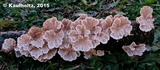 Plicaturopsis crispa image