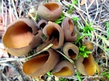 Caloscypha fulgens image