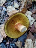 Boletus subtomentosus image