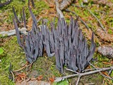 Alloclavaria purpurea image