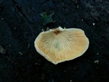 Crepidotus crocophyllus image