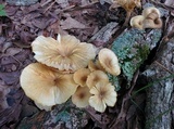 Chrysomphalina strombodes image