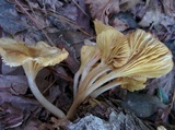 Chrysomphalina strombodes image