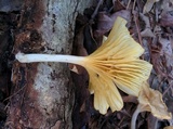 Chrysomphalina strombodes image