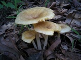 Chrysomphalina strombodes image