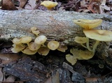 Chrysomphalina strombodes image