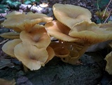Chrysomphalina strombodes image
