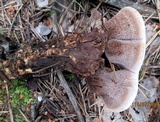 Hydnellum compactum image