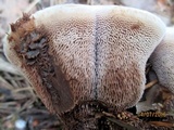 Hydnellum compactum image
