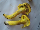 Pulveroboletus ravenelii image