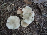 Entoloma rhodopolium image
