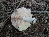 Entoloma rhodopolium image