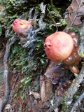 Calostoma cinnabarinum image