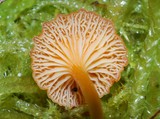 Rickenella fibula image