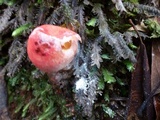 Calostoma cinnabarinum image