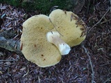 Xanthoconium affine image