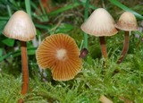 Galerina hypnorum image