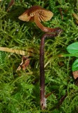 Galerina hypnorum image