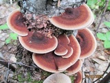 Daedaleopsis confragosa image