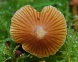 Galerina hypnorum image