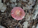 Russula vinosa image