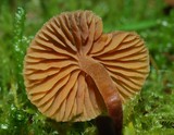 Galerina hypnorum image