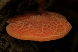 Rhodotus palmatus image