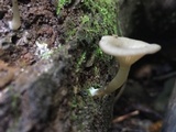 Arrhenia epichysium image