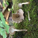 Arrhenia epichysium image