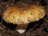 Russula acrolamellata image