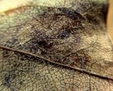 Pseudocercospora vitis image