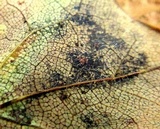 Pseudocercospora vitis image