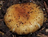 Russula acrolamellata image