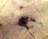 Pseudocercospora vitis image