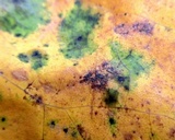Pseudocercospora vitis image