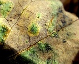 Pseudocercospora vitis image
