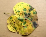 Pseudocercospora vitis image