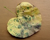 Pseudocercospora vitis image