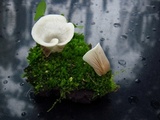 Crepidotus albidus image