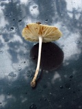 Marasmius nigrodiscus image