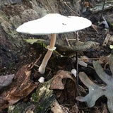 Leucocoprinus cepistipes image